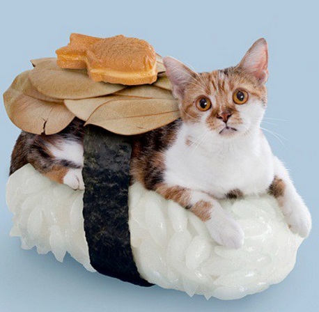 Cat Dressed as Sushi