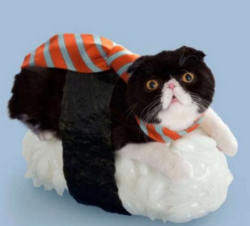 Cat Dressed as Sushi