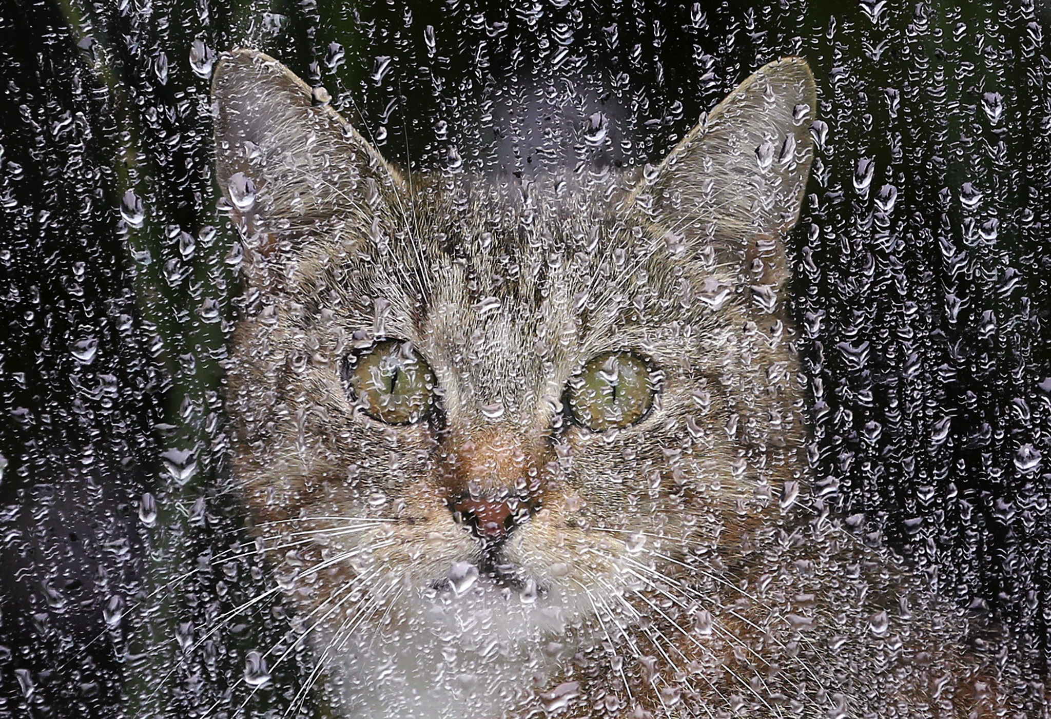 Ten Images Of Cats Avoiding The Rain In Different Ways