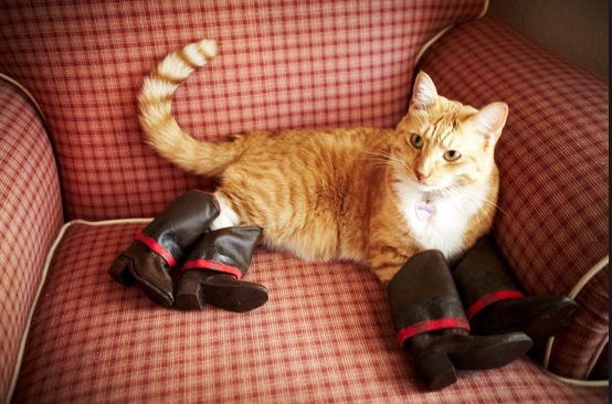 Top 10 Images of Cats Wearing Shoes