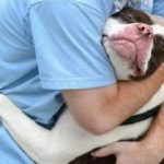 Ten Photos of Lovable Dogs Hugging People and Other Animals