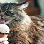 Ten Super-Cool Cats Loving Ice Cream One Lick at a Time