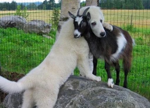 Dog cwtching, cuddling, hugging goat