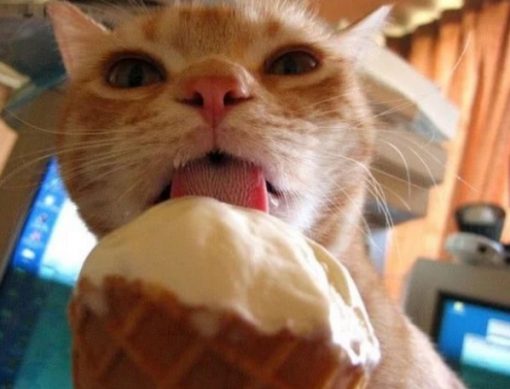 A cat that loves ice-cream