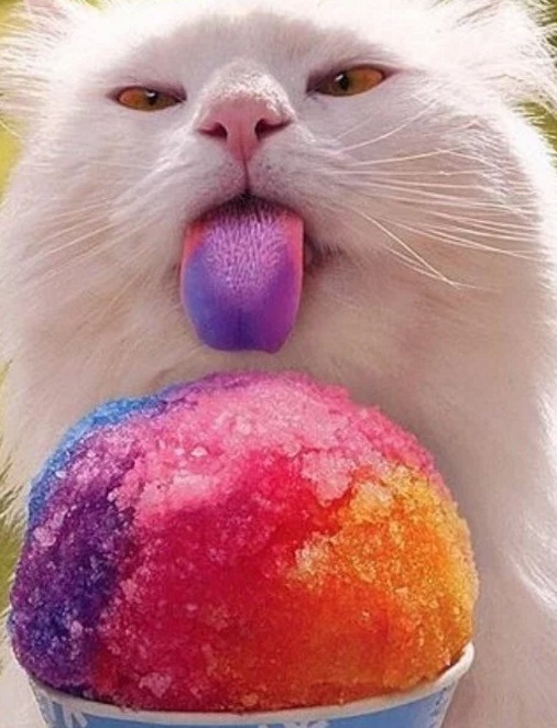 A cat that loves snow cones