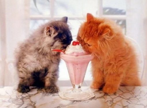 cats that love ice-cream