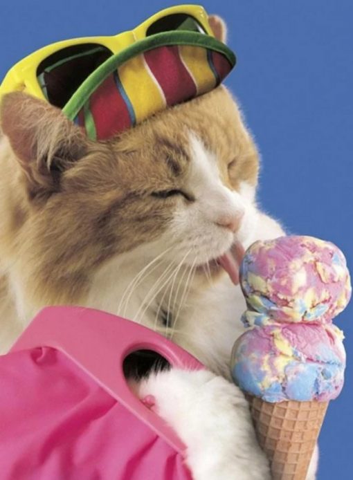 A cat that loves ice-cream