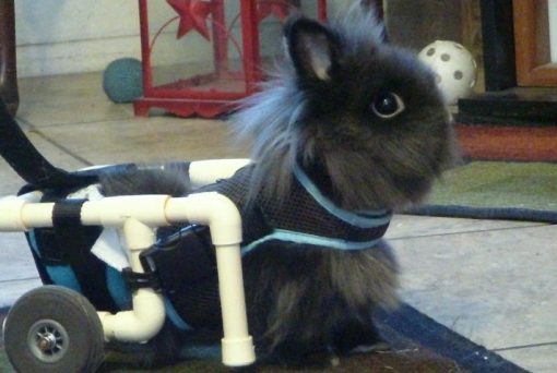 rabbit in a wheelchair