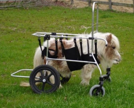 Miniature Horse in a wheelchair