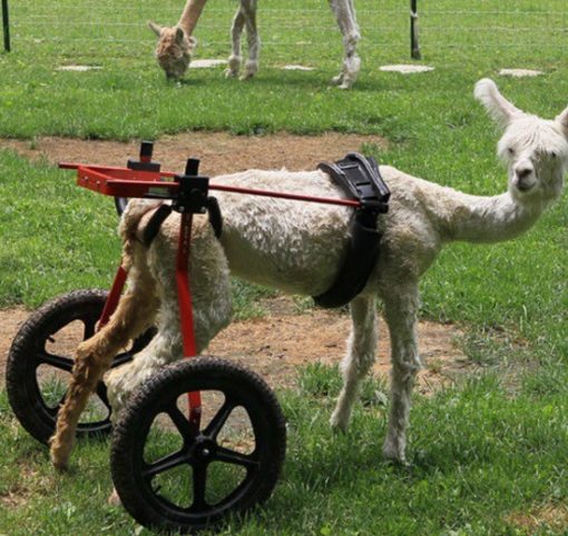 alpaca in a wheelchair
