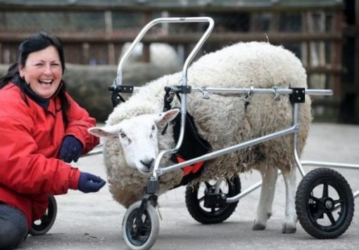 sheep in a wheelchair