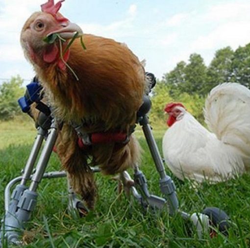chicken in a wheelchair