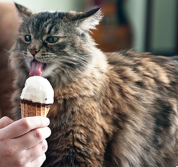 Top 10 Images of Cats Loving Ice Cream