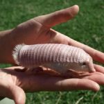 Ten Amazing Animals That Fit In The Palm Of Your Hand