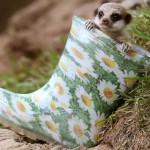 Top 10 Funny Animals Wearing wellies