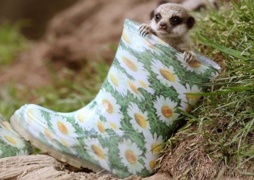 unusual wellies