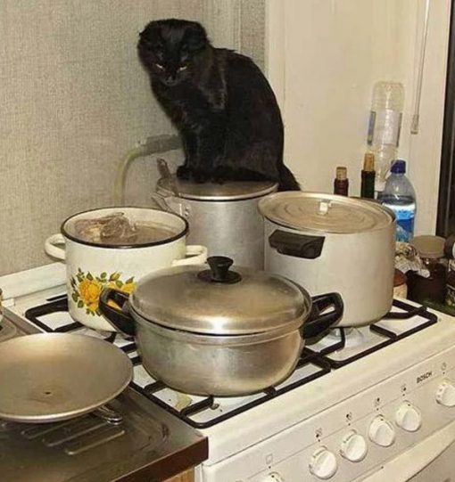 Cat Cooking