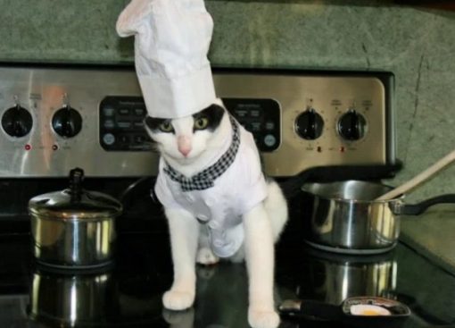 Cat Cooking