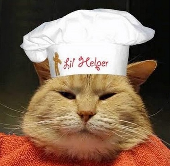 Top 10 Images of Celebrity Chef Cats Cooking