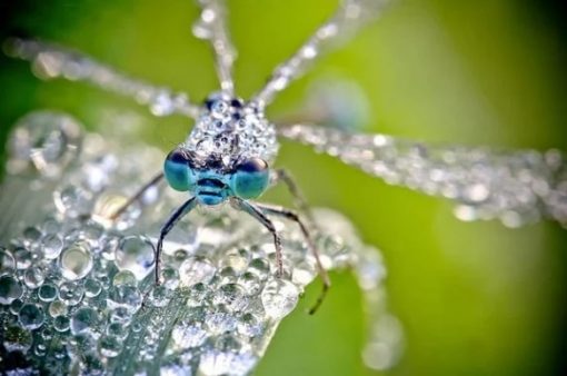 Insect Covered in dew