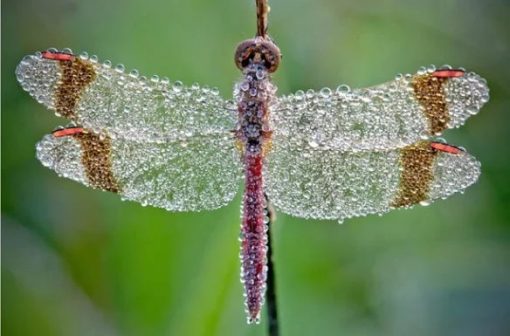 Insect Covered in dew