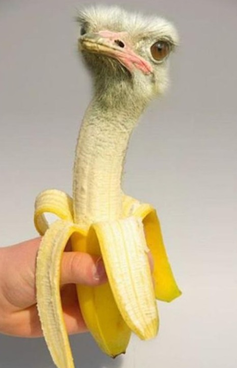 Photoshopped Banana Made to Look Like an Ostrich