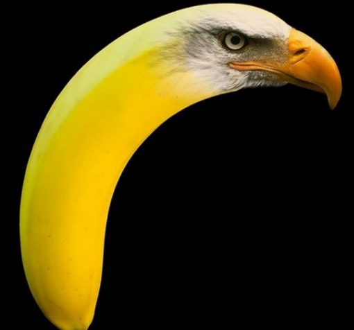 Photoshopped Banana Made to Look Like an Eagle