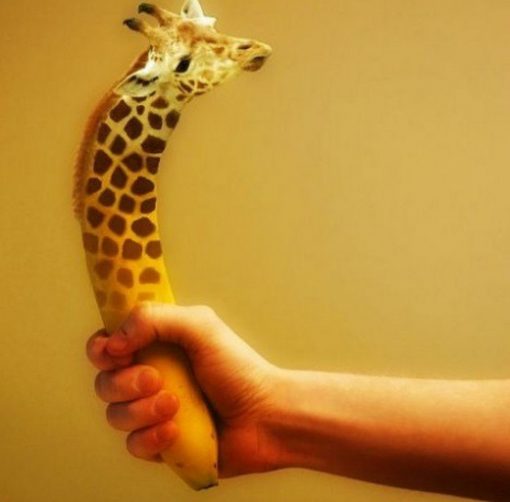 Photoshopped Banana Made to Look Like a Giraffe