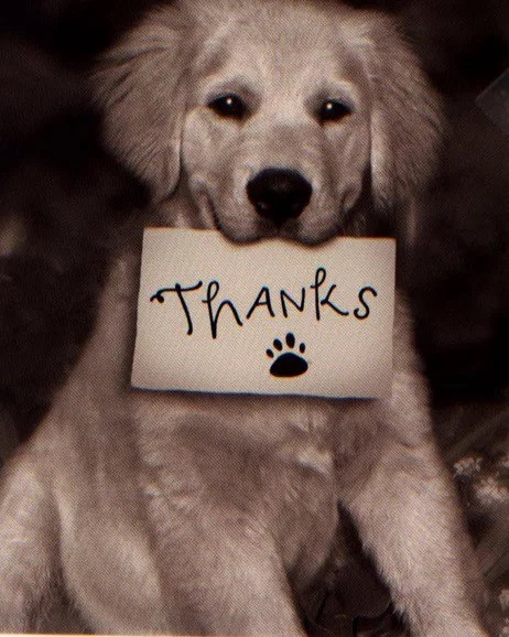 Dog Saying Thank you