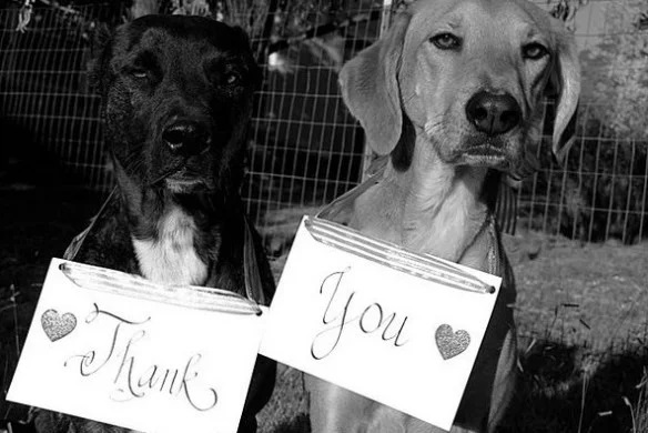 Dog Saying Thank you