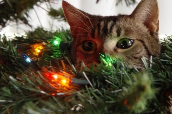 Ten Pictures of Very Naughty Cats Climbing Christmas Trees