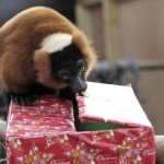 Top 10 Images of Animals Opening Presents