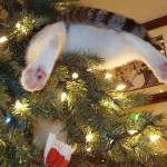 Top 10 Funniest Images of Cats in Christmas Trees
