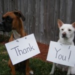 Top 10 Images of Dogs Saying Thank You