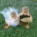 Top 10 Images of Animals Getting Married