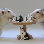 Top 10 Images of Animals Playing Chess
