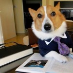 Top 10 Images of Dogs Dressed as Lawyers