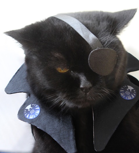 of cosplay cats Heroes