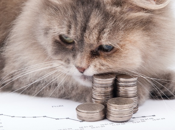 Top 10 Best Images of Cats With Money