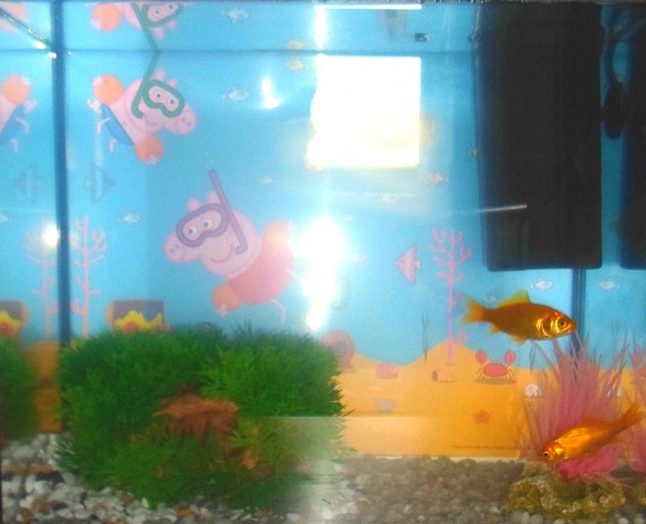 Top 10 Amazing and Unusual Themed Fish Tanks