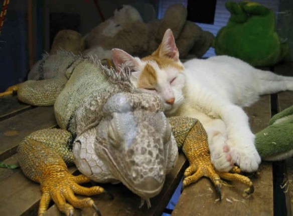 Top 10 Images of Cats with Unlikely Animal Friends