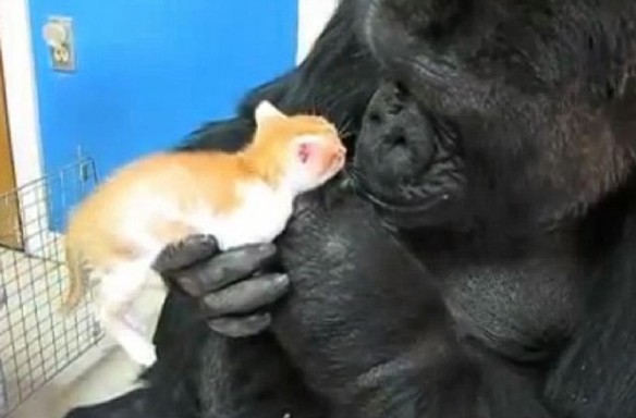 Top 10 Images of Cats with Unlikely Animal Friends