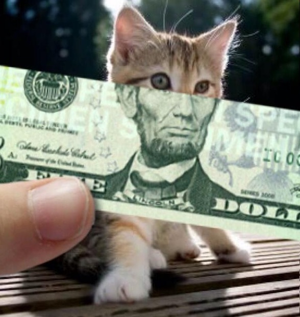 Top 10 Best Images of Cats With Money