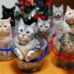 Top 10 Funniest Ways to Organize Cats