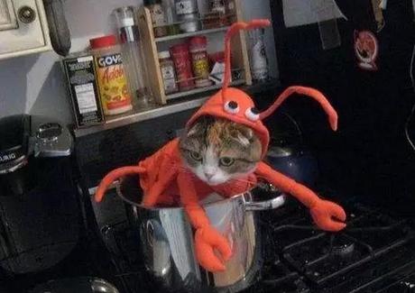 Cat Dressed as Lobster