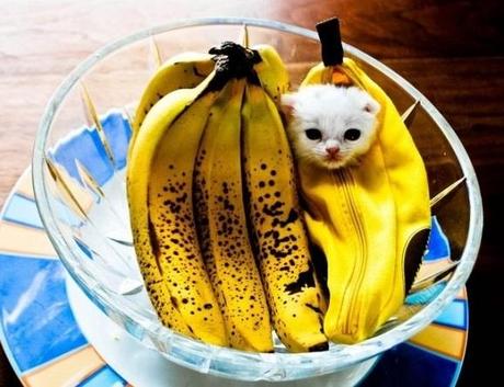 Cat Dressed as Banana
