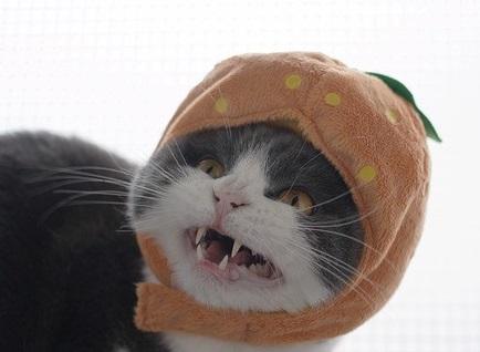 Cat Dressed as Sour Fruit