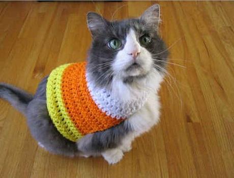 Cat Dressed as Candy Corn