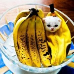 Top 10 Best Images of Cats Dressed as Food