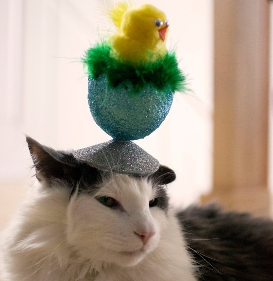 Image result for cats wearing easter bonnets